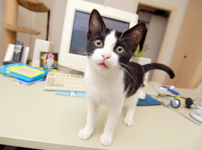 Katze mit Weitwinkelperspektive Foto