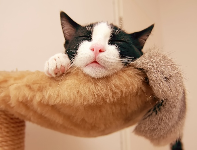 Katze nah schlafend Foto