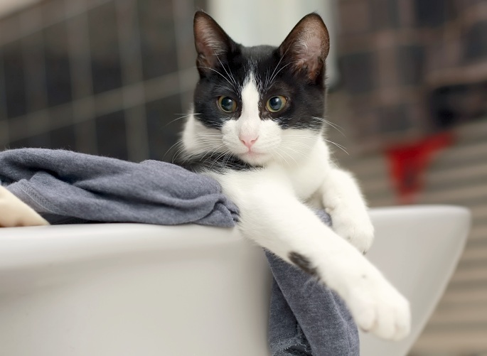 Katze auf Klamotten Foto