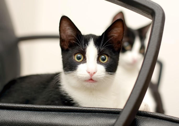 Zwei Katzen auf Ledersessel Foto