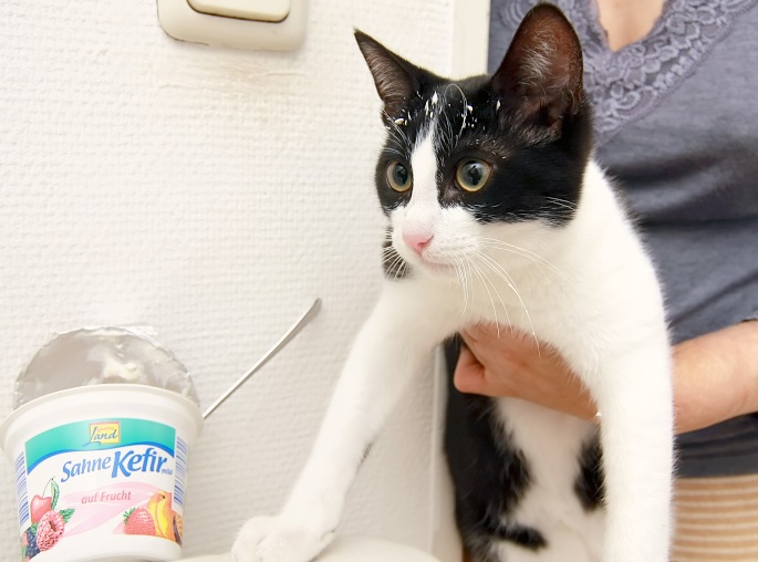 Katze mit Joghurt im Fell Foto