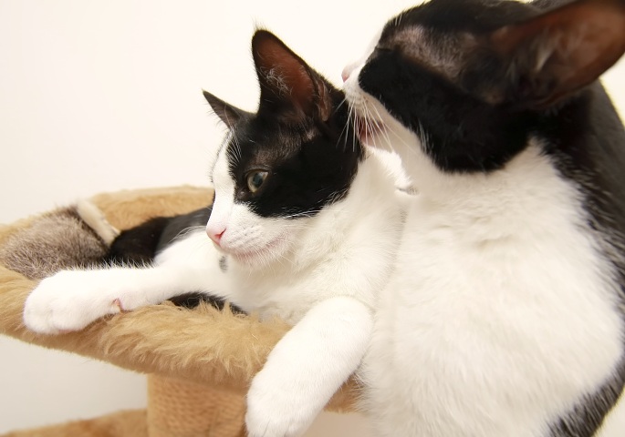 Katze leckt anderer das Fell Foto