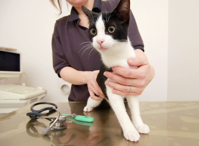 Katze wird untersucht Foto