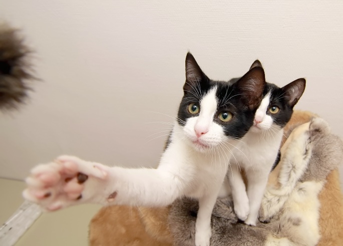 Katze schlägt nach Fellbommel Foto