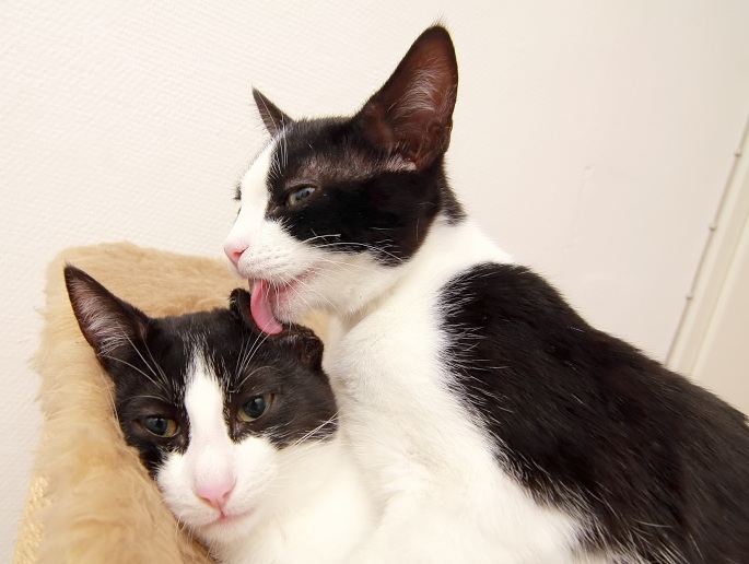 Katze leckt anderer Katze das Ohr Foto