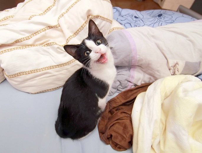 Katze maunzt im Bett Foto