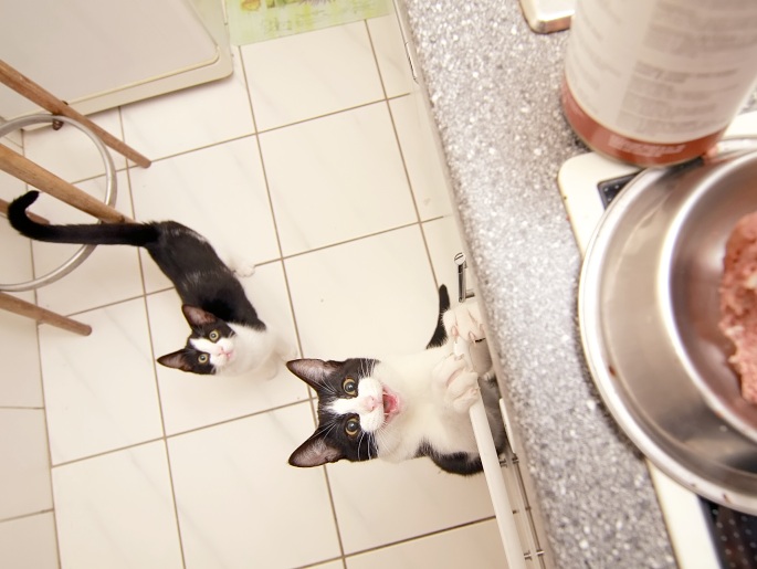 Katzen bei der Fütterung Foto