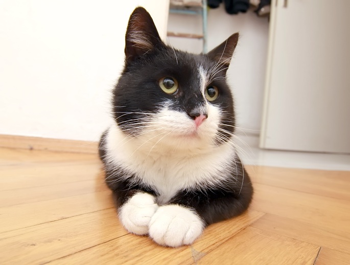 Fridolin liegt auf dem Parkett Foto