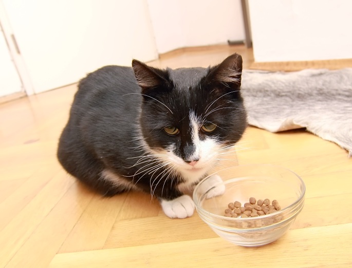 Katze bei Trockenfutter Foto