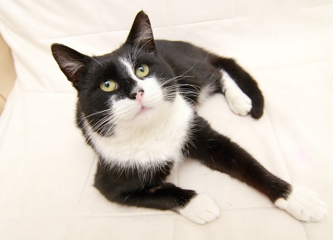 Katze auf Sofa von oben Foto