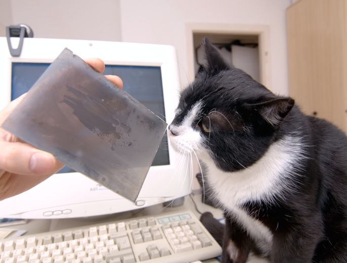 Katze schnuppert an Fotoplatte Foto