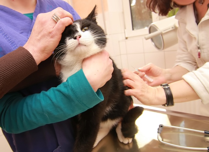 Katze kriegt Spritze Foto