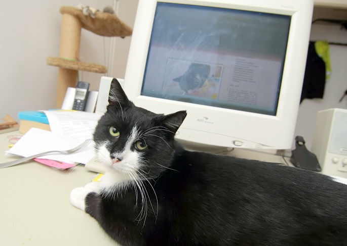 Katze auf Schreibtisch liegend Foto