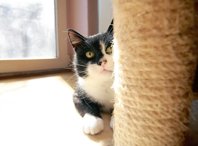 Katze hinter Kratzbaum liegend Foto