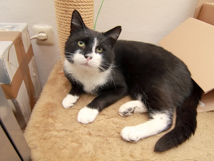 Katze auf Schreibtisch liegend Foto