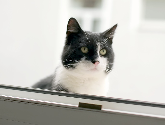 Katze am Fenster Foto