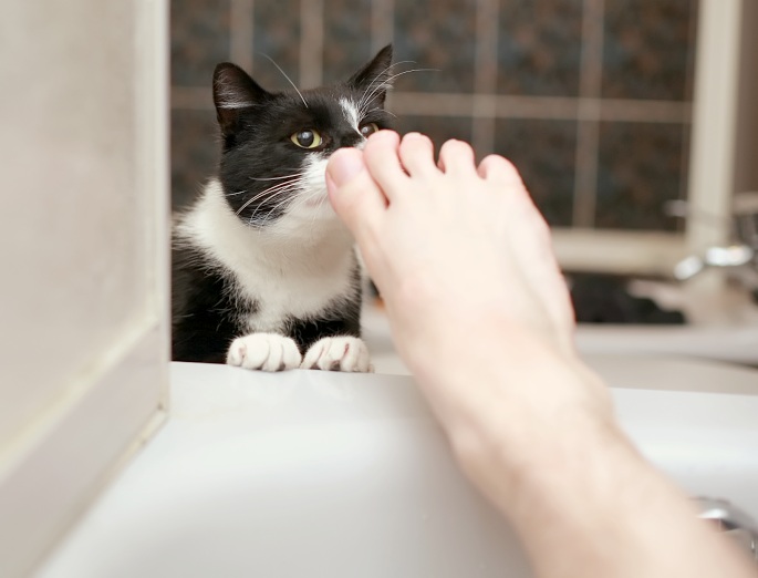 Katze schnuppert an Fuß Foto