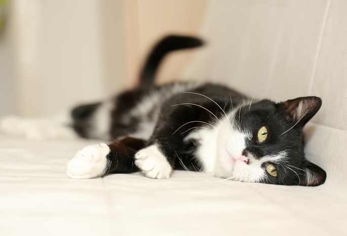 Katze auf Sofa Foto