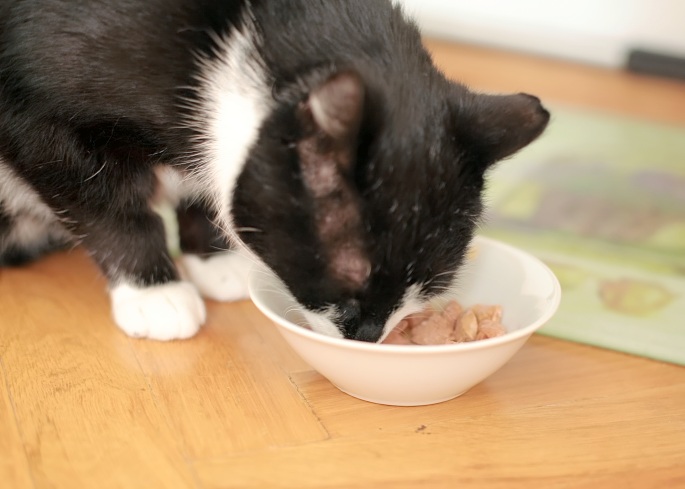 Katze am Futternapf Foto