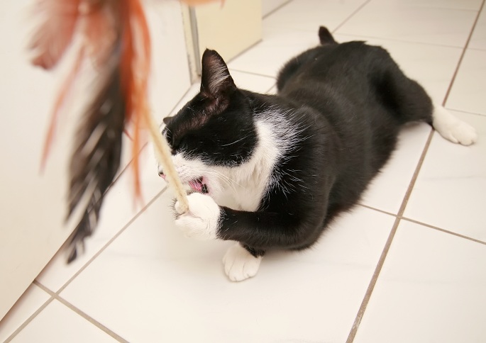 Katze mit Spielzeug Foto