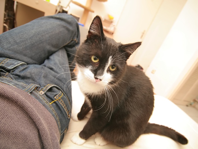 Katze neben mir Foto