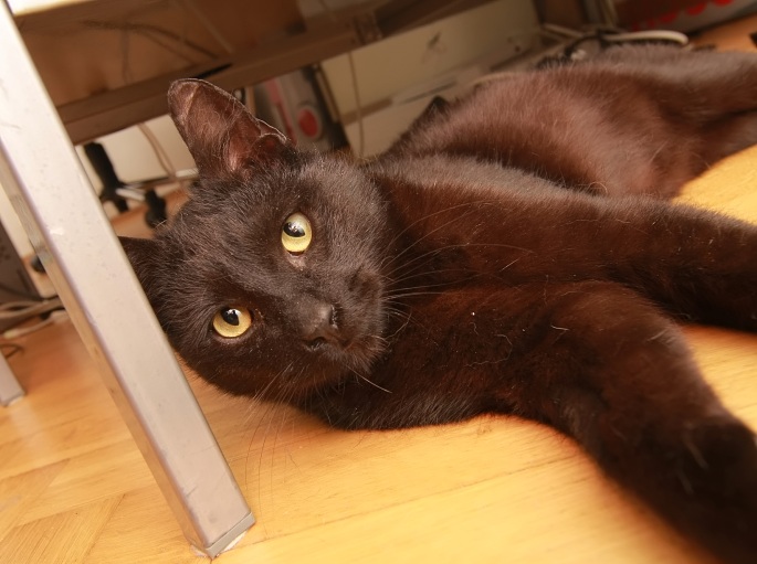 Foto