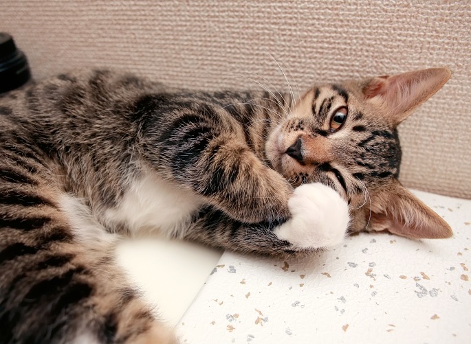 Getigerte Katze liegend Foto