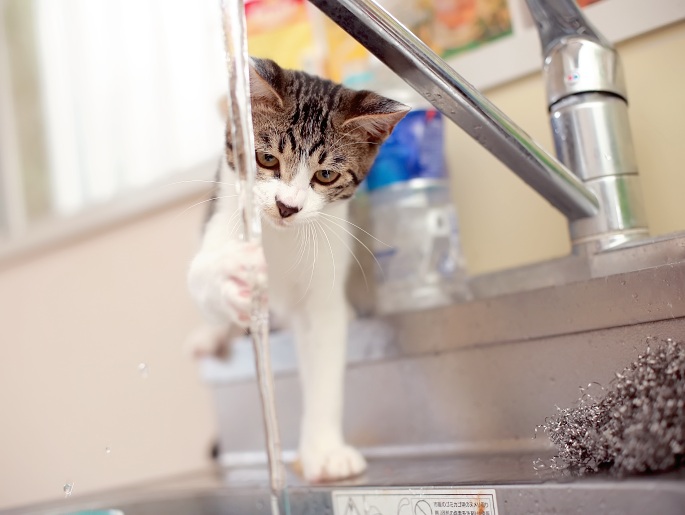 Kleine Katze mit Pfote im Wasserstrahl Foto