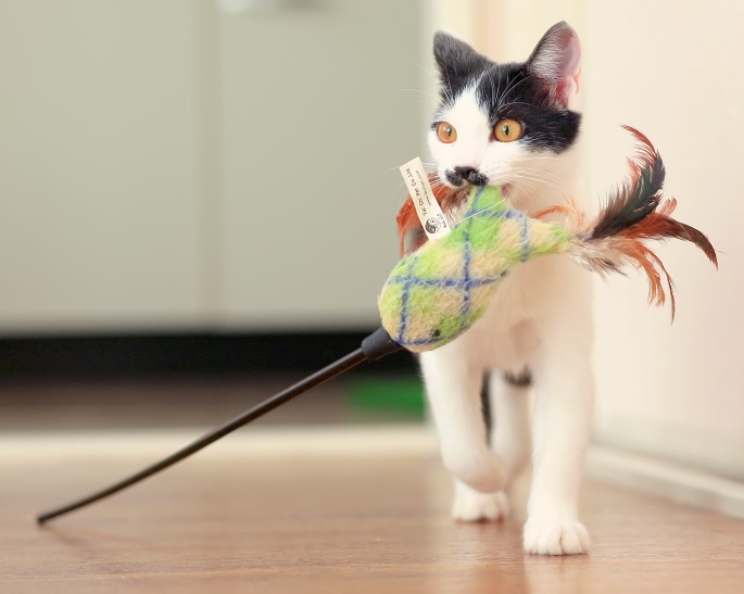 Schwarz-weiße Katze trägt ihr Spielzeug im Maul Foto