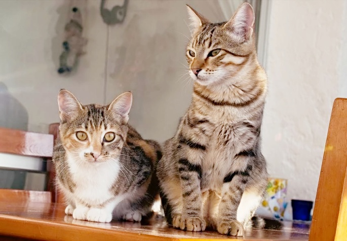 Zwei getigerte Hauskatzen Foto