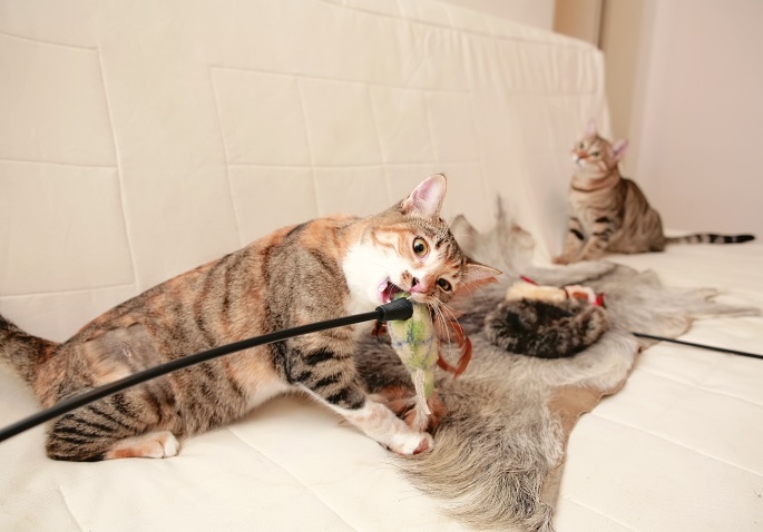 Verspielte Katzen auf Fell und mit Spielzeug Foto