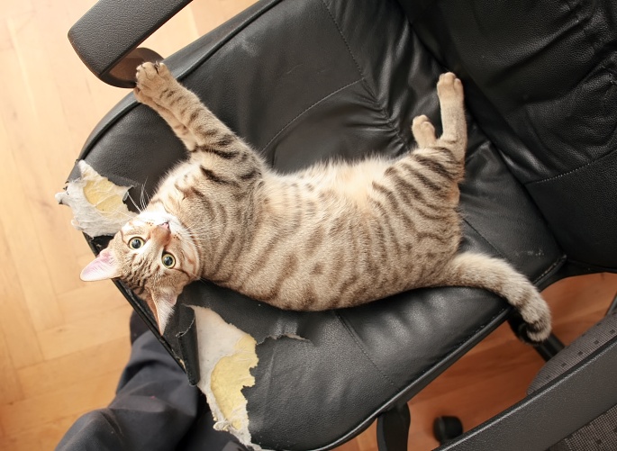Getigerte Katze liegt auf Bürostuhl Foto