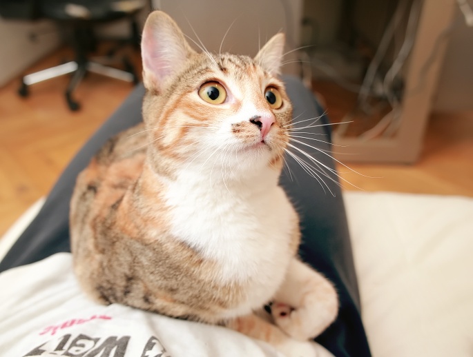 Katze auf Schoß liegend Foto