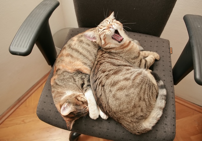 Zwei Katzen müde auf Bürosessel liegend Foto