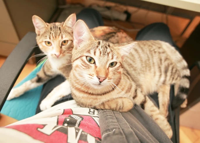 Zwei Katzen machen sich breit Foto