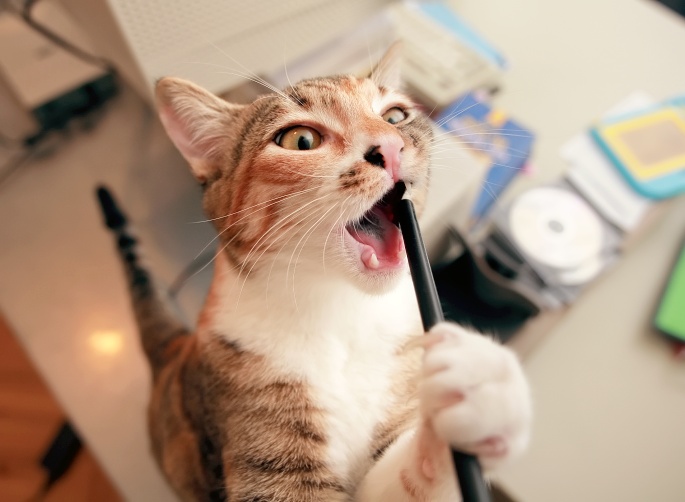Katze spielt mit Plastikstab Foto