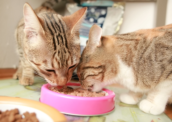 Zwei Katzen fressen aus einem Napf Foto