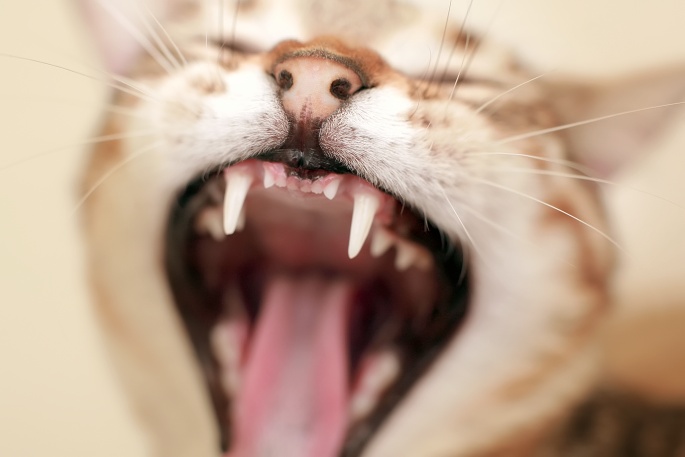Gähnende Katze Nahaufnahme Foto