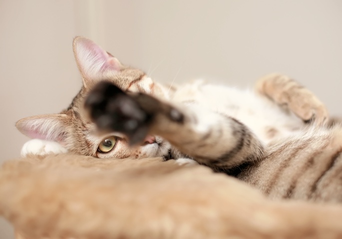 Liegende Katze mit schwarzer Pfote Foto