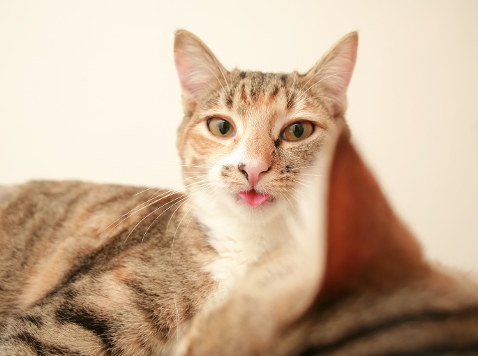 Katze mit herausguckender Zunge Foto