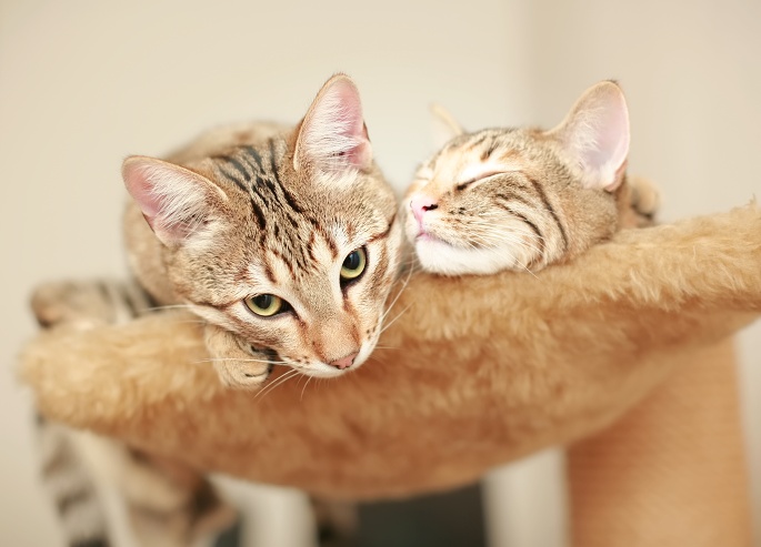 Zwei Katzen liegen in Hängematte Foto