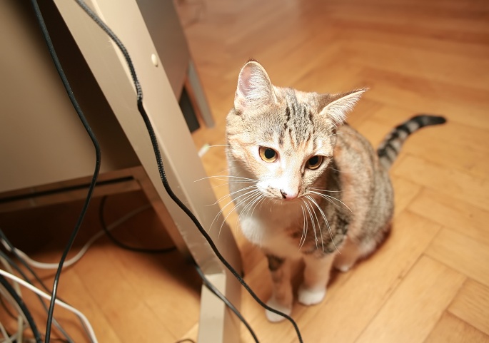 Katze neben Kabeln Foto