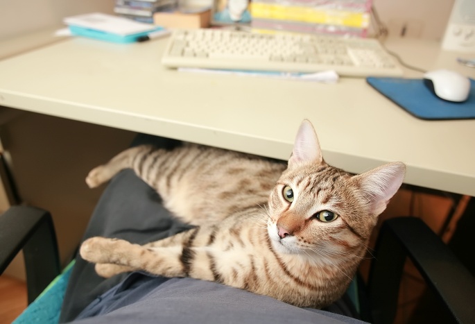 Getigerte Katze auf Schoß Foto