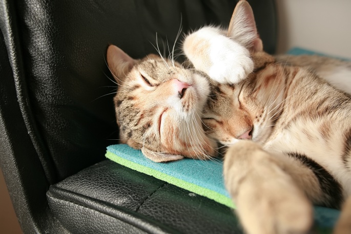 Zwei Katzen kuscheln Foto