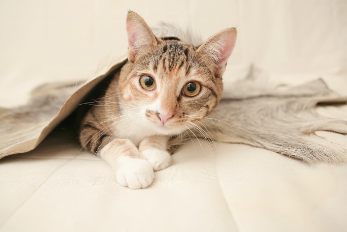 Katze unter Wildschweinfell Foto