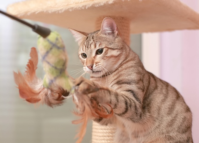 Katze kämpft mit Federspielzeug Foto