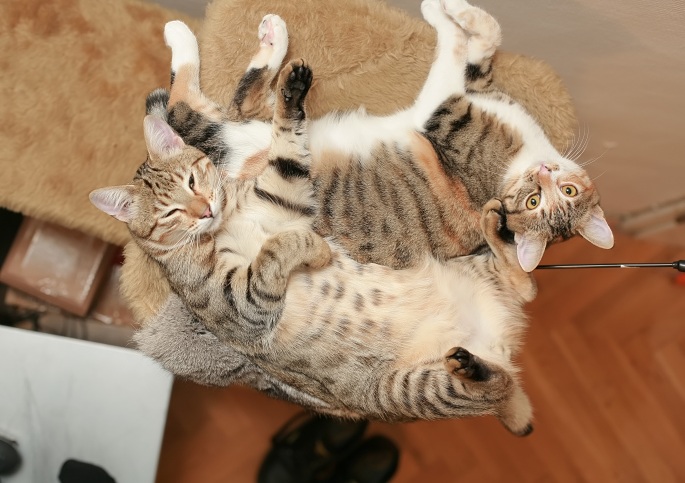 Zwei Katzen ganz lässig Foto