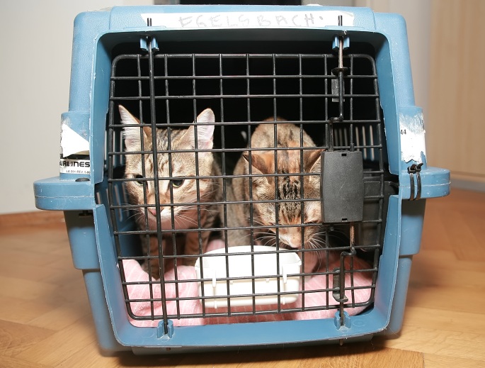 Zwei Katzen schon im Transportkorb Foto