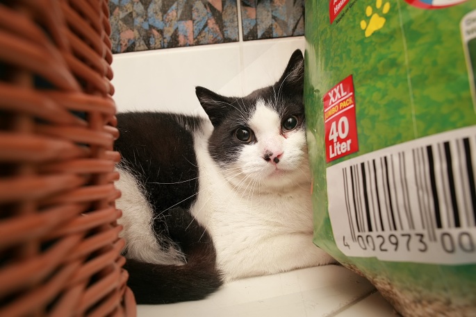 Ängstliche Katze versteckt sich Foto