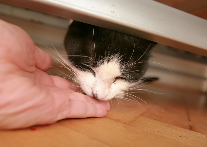 Ängstliche Katze frißt vorsichtig aus der Hand Foto